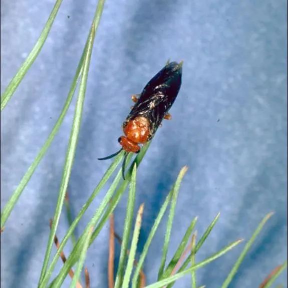 thumbnail for publication: Redheaded Pine Sawfly Neodiprion lecontei (Fitch)